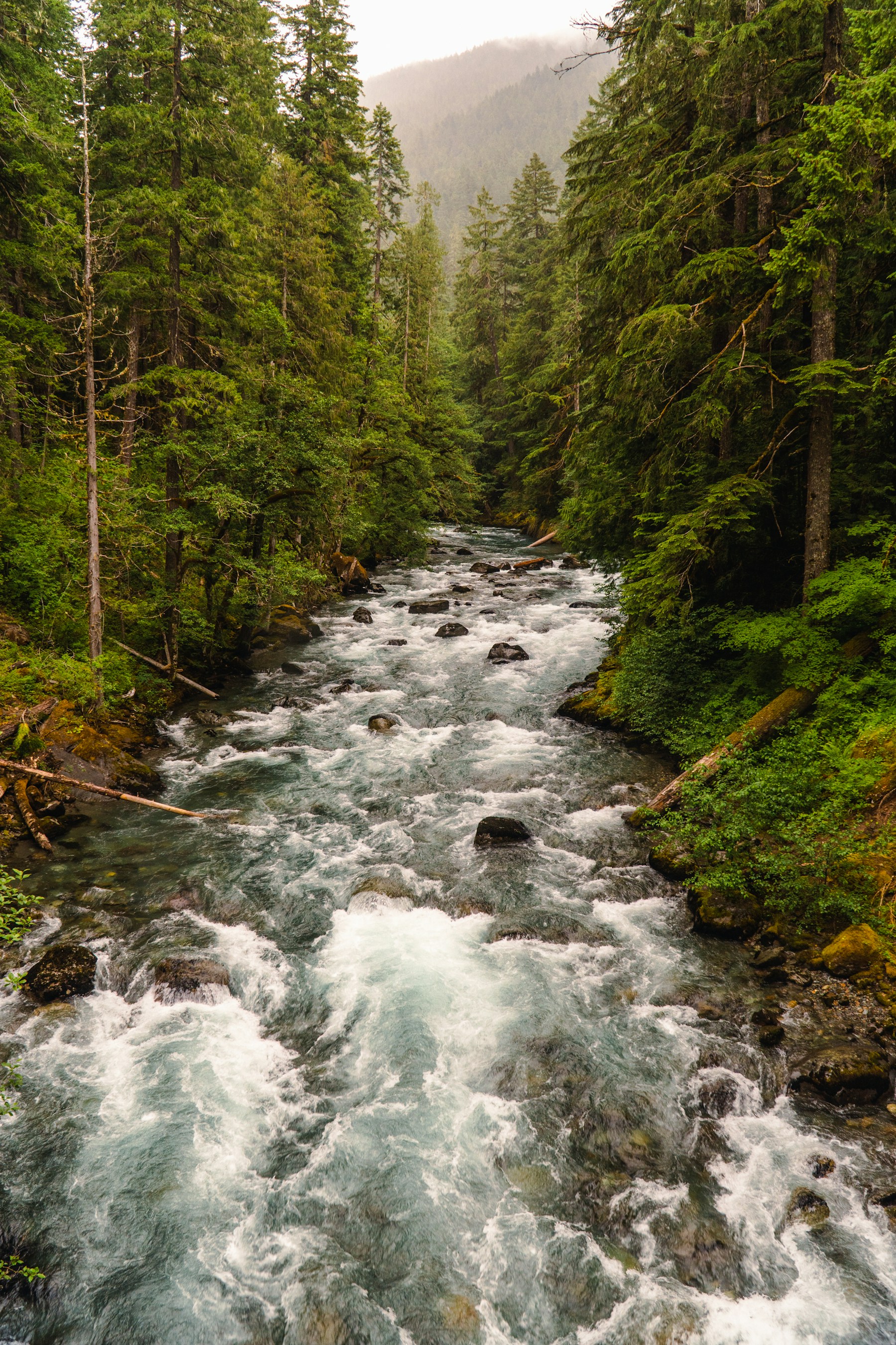 A stream flowing through a forest